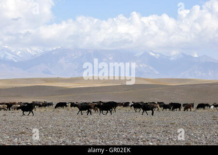 Kirgisistan, Lenin wählen Sie Basislager Stockfoto