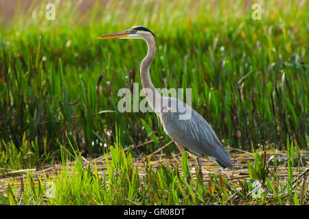 Dies ist ein Schuss in den Sumpf am Rande des Lake Tohipekaliga Kissimmee Florida ein Great Blue Heron zu stehen Stockfoto