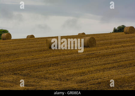 Coleraine, Nordirland - 23. August 2016:-Heuballen bereit zur Abholung in einem vor kurzem abgeernteten Weizenfeld. Stockfoto