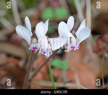 Zypriotische Alpenveilchen - Cyclamen Cyprium endemisch in Zypern Stockfoto