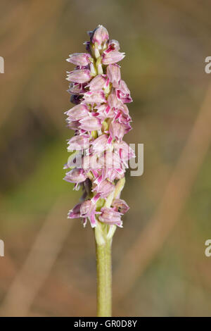 Dense blühenden Orchidee - Neotinea Maculata rosa Form von Akamas, Zypern Stockfoto