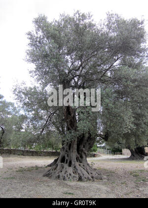 Hagia Triada (auch Ayia Triada, Agia Triada, Agia Trias, Griechisch: [Aˈʝia Triˈaða] — Heilige Dreifaltigkeit) ist die archäologische Stätte von einer Stockfoto