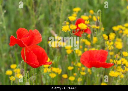 Bereich der Wildblumen mit Mohn, grünen Rasen und gelben Blumen closeup Stockfoto