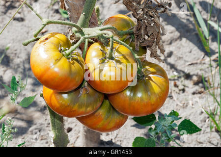 frische rote Bio-Tomaten wachsen in einem Bereich Nahaufnahme direkt vor der Ernte Stockfoto