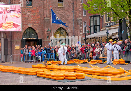 Nachdem sie auf ihre Qualität überprüft, Käse verteilen sich auf dem Hauptplatz auf dem Käsemarkt von Alkmaar, Holland Stockfoto