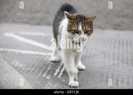 London, UK. 6. Sep, 2016. Larry, der 10 Downing Street Katze, streift um während einer Kabinettssitzung. Bildnachweis: Mark Kerrison/Alamy Live-Nachrichten Stockfoto