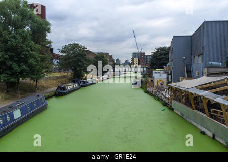 London UK. 6. September 2016. Hackney Wick Kanal wird durch eine massive Invasion von Wasserlinsen grün. Bildnachweis: Alberto Pezzali/Alamy Live-Nachrichten Stockfoto