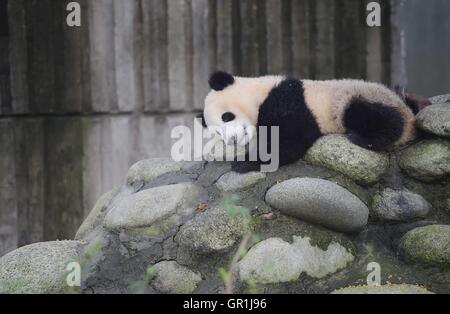 Chengdu, China. 7. September 2016. (Riesenpandas in Chengdu Research Base of Giant Panda Breeding in Chengdu, der südwestlichen chinesischen Provinz Sichuan. Eine chinesische Riesenpanda-Experte sagte am Dienstag, dass es zu früh zum downgrade des Erhaltungszustands der Arten nach der internationalen Union für die Erhaltung der Natur (IUCN) die Arten aus der gefährdeten Liste am Sonntag nahm. Die IUCN sagte in einem Bericht, dass der Panda reflektieren immer mehr in freier Wildbahn in Südchina jetzt als "gefährdet" anstelle von "gefährdet" eingestuft wird. Bildnachweis: Xinhua/Alamy Live-Nachrichten Stockfoto