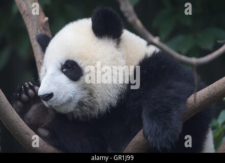 Chengdu, China. 7. September 2016. (Riesenpandas in Chengdu Research Base of Giant Panda Breeding in Chengdu, der südwestlichen chinesischen Provinz Sichuan. Eine chinesische Riesenpanda-Experte sagte am Dienstag, dass es zu früh zum downgrade des Erhaltungszustands der Arten nach der internationalen Union für die Erhaltung der Natur (IUCN) die Arten aus der gefährdeten Liste am Sonntag nahm. Die IUCN sagte in einem Bericht, dass der Panda reflektieren immer mehr in freier Wildbahn in Südchina jetzt als "gefährdet" anstelle von "gefährdet" eingestuft wird. Bildnachweis: Xinhua/Alamy Live-Nachrichten Stockfoto