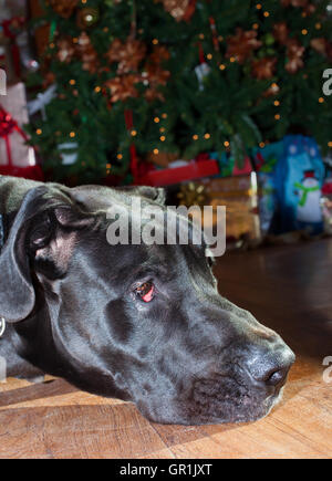 Hund mit dem Kopf auf dem Boden vor einem Weihnachtsbaum Stockfoto