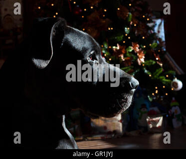 Deutsche Dogge schwarz auf der Hut sein in einem Haus mit einem Weihnachtsbaum Stockfoto