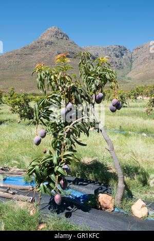 Mangobaum (Mangifera Indica), verschiedene Sensation aus biologischem Anbau mit Bewässerung, Cederberg, Western Cape, Südafrika Stockfoto