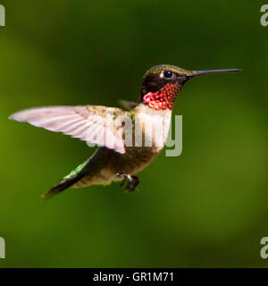 Männliche Ruby – Throated Kolibri im Flug. Stockfoto