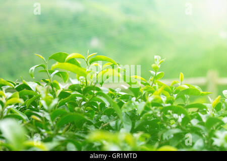Teeblätter auf einer Plantage in den Strahlen des Sonnenlichts.