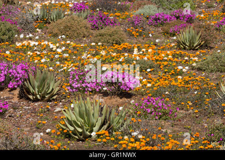 Wüste blüht: Blumen nach starken Regenfällen in der Sukkulentenkaroo Wüste, Namaqualand, Südafrika Stockfoto