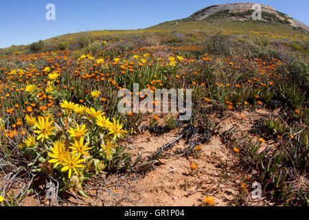 Wüste blüht: Blumen nach starken Regenfällen in der Sukkulentenkaroo Wüste, Namaqualand, Südafrika Stockfoto