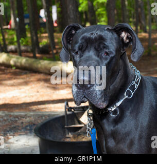 Deutsche Dogge schwarz mit seinen Augen kaum öffnen, auf einem bewaldeten Campingplatz Stockfoto