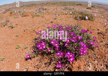 Wüste blüht: rosa Blumen nach starken Regenfällen in der Karoo Wüste, Namaqualand, Südafrika Stockfoto