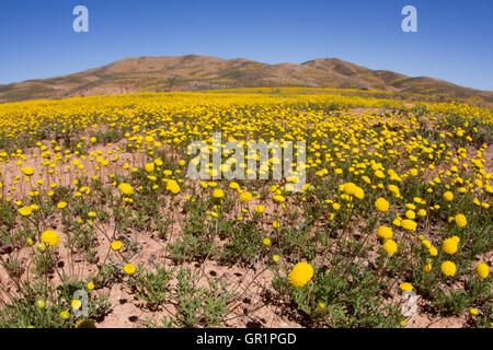 Wüste blüht: gelbe Blumen nach starken Regenfällen in der Karoo Wüste, Namaqualand, Südafrika Stockfoto