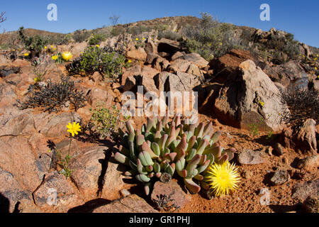 Wüste blüht: sukkulenten Karoo Wüste nach starken Regenfällen, Namaqualand, Südafrika. Stockfoto