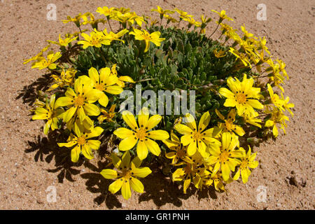 Wüste blüht: gazania lichtensteinii in der Karoo Wüste nach starken Regenfällen, Namaqualand, Südafrika. Stockfoto