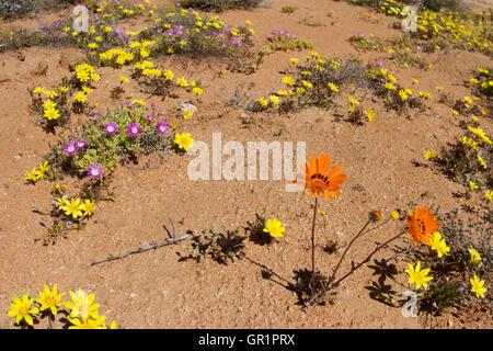 Wüste blüht: Blumen nach Regenfällen in der Karoo Wüste, Namaqualand, Südafrika Stockfoto