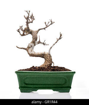 Tod-Bonsai in einem Topf. Closeup Vorderansicht. Stockfoto