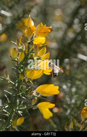 Europäischer Stechginster, Gewöhnlicher Stechginster, Ulex Europaeus, gemeinsame Stechginster, Ginster, Stechginster Stockfoto