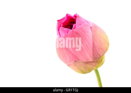 pink Lotus (Seerose) blühen isolierten auf weißen Hintergrund hautnah Stockfoto