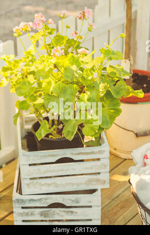 Bild von rosa Garten Geranien in weißen hölzernen Pflanzer. Stockfoto