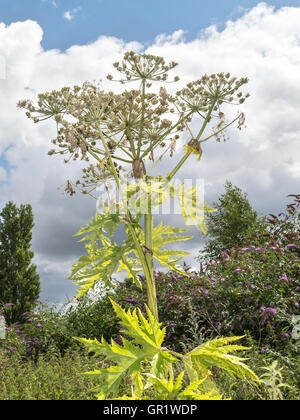 Riesige Hog Unkraut (Heracleum Mantegazzianum) wächst an den Ufern des Flusses Aire, Leeds. Stockfoto