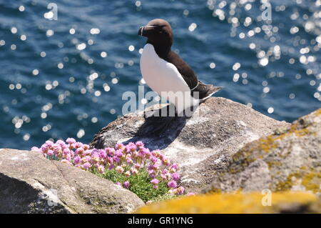 Ein Tordalk (Alca Torda) steht auf einem Felsen in der Sonne mit Sparsamkeit (Armeria Maritima) auf der Isle of May, Schottland Stockfoto