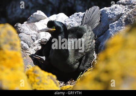 Eine Mutter Shag (Phalacrocorax Aristotelis) und ihre jungen nisten auf den Klippen auf der Isle of May, Schottland. Stockfoto