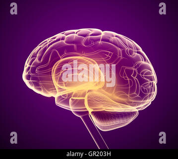 X-ray Gehirnscans, medizinisch genaue 3D-Illustration Stockfoto