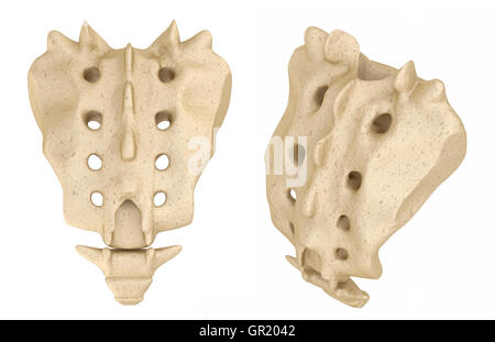 Kreuzbein: Medizinisch genaue 3D-Illustration Stockfoto