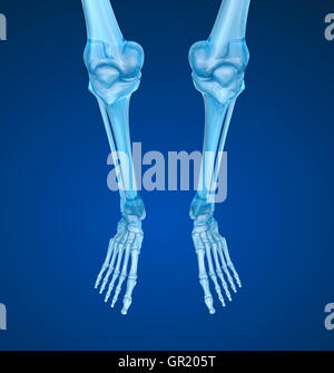 Fuß-menschlichen Radiographie-Scan, medizinisch genaue 3D-Illustration Stockfoto