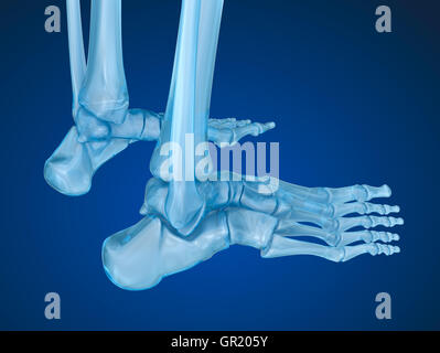 Skelett Fuß, medizinisch genaue 3D-Illustration Stockfoto