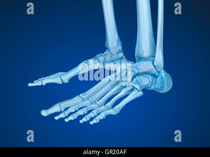 Menschliches Skelett: Skelett Fuß. Medizinisch genaue 3D-Illustration Stockfoto