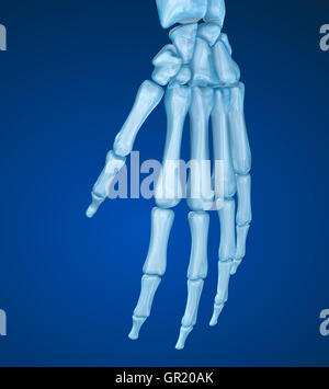 Menschlichen Handgelenk Anatomie. Medizinisch genaue 3D-Illustration Stockfoto