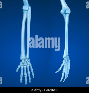 Anatomie der menschlichen Hand. Medizinisch genaue 3D-Illustration Stockfoto