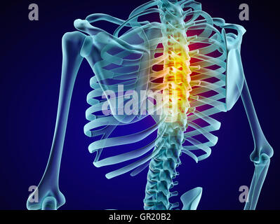 Menschliches Skelett und Wirbelsäule. XRAY-Ansicht. Medizinisch genaue 3D-Illustration Stockfoto