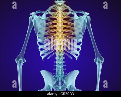 Menschliches Skelett und Wirbelsäule. XRAY-Ansicht. Medizinisch genaue 3D-Illustration Stockfoto