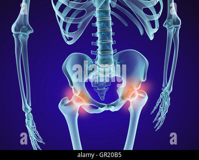 Menschliches Skelett: Becken-Gelenke. XRAY-Ansicht. Medizinisch genaue 3D-Illustration Stockfoto