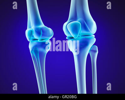 Knie Anatomie. XRAY-Ansicht. Medizinisch genaue 3D-Illustration Stockfoto