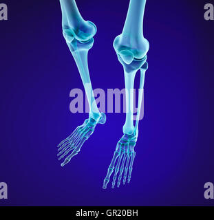 Knie Anatomie. XRAY-Ansicht. Medizinisch genaue 3D-Illustration Stockfoto