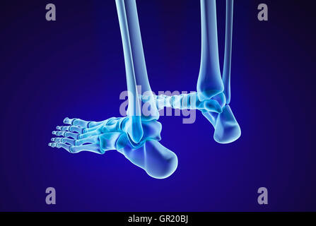 Menschliches Skelett: Skelett Fuß. Medizinisch genaue 3D-Illustration Stockfoto