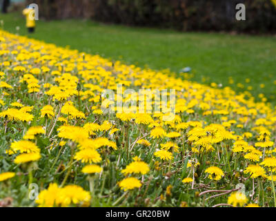 Ein Graben von Löwenzahn Blüten mit Hydranten. Die Kante eine Ottawa Fahrbahn dick mit blühen gelbe Löwenzahn blüht. Stockfoto