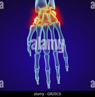 Menschlichen Handgelenk Anatomie. XRAY-Ansicht. Medizinisch genaue 3D-Illustration Stockfoto