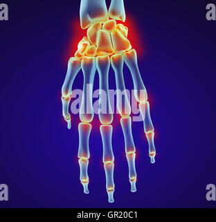 Menschlichen Handgelenk Anatomie. XRAY-Ansicht. Medizinisch genaue 3D-Illustration Stockfoto