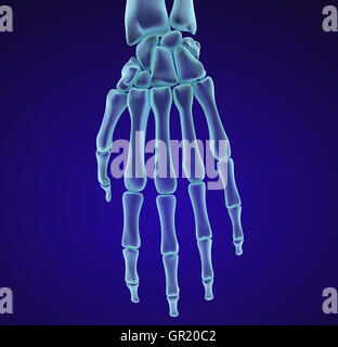 Menschlichen Handgelenk Anatomie. XRAY-Ansicht. Medizinisch genaue 3D-Illustration Stockfoto